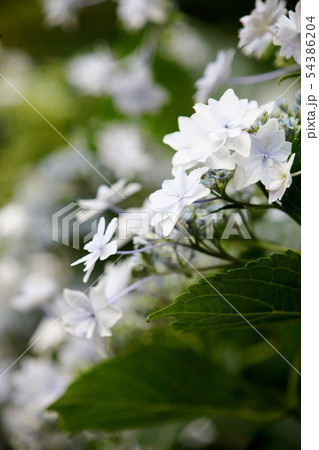あじさい 54386204
