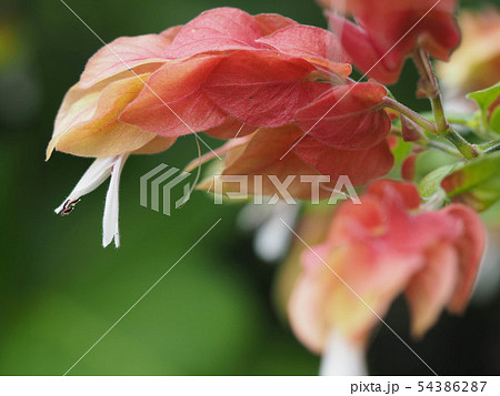 こえびそう 小海老草 ベロペロネの写真素材