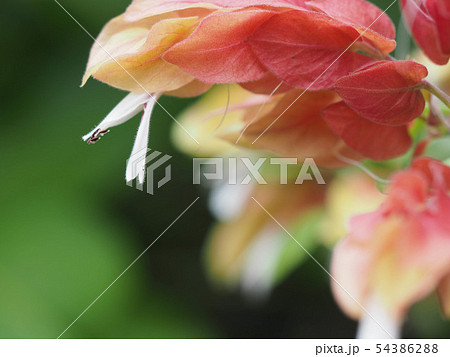 こえびそう 小海老草 ベロペロネの写真素材