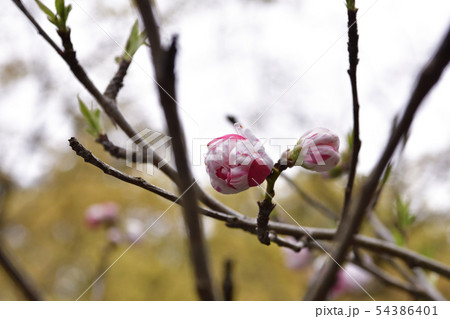 赤山禅院　源平桃 54386401