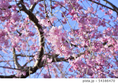 清流亭 枝垂れ糸桜 清流亭 枝垂れ糸桜 54386470