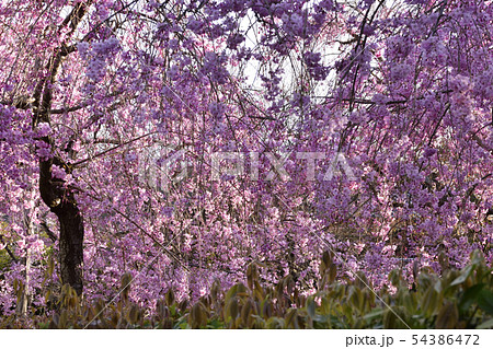 清流亭 枝垂れ糸桜 清流亭 枝垂れ糸桜 54386472