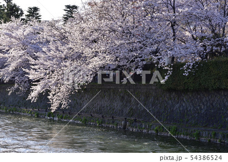 琵琶湖疎水（岡崎疎水）十石舟めぐり 54386524