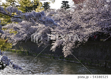 琵琶湖疎水（岡崎疎水）十石舟めぐり 54386525