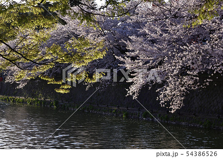 琵琶湖疎水（岡崎疎水）十石舟めぐり 54386526