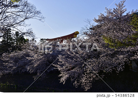 琵琶湖疎水（岡崎疎水）十石舟めぐり 54386528