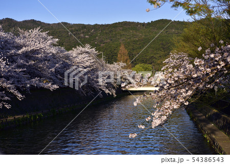 琵琶湖疎水（岡崎疎水）十石舟めぐり 54386543