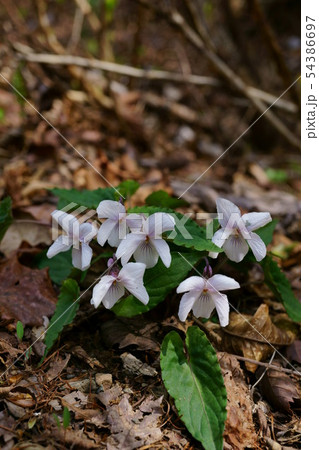 743　ナガバノスミレサイシン 54386697