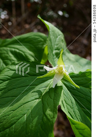 744　シロバナエンレイソウ 54386698