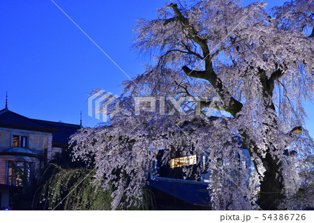 東山花灯路　円山公園　祇園枝垂れ桜 54386726