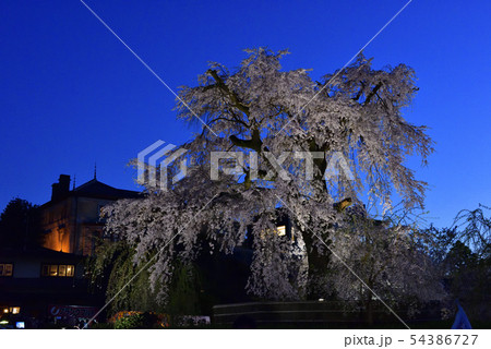 東山花灯路　円山公園　祇園枝垂れ桜 54386727