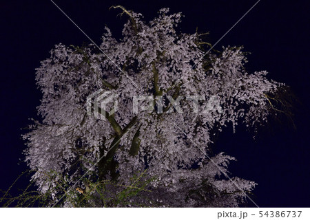 東山花灯路 円山公園 祇園枝垂れ桜 東山花灯路 円山公園 祇園枝垂れ桜 54386737