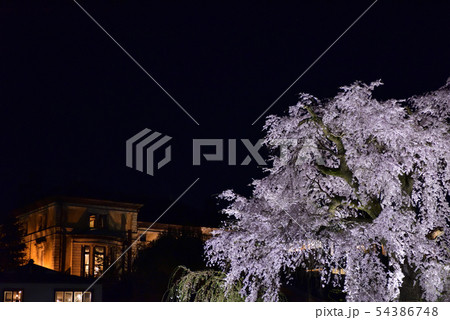 東山花灯路　円山公園　祇園枝垂れ桜 54386748