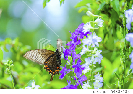 デルフィニュームとクロアゲハ1 デルフィニュームとクロアゲハ1 54387182