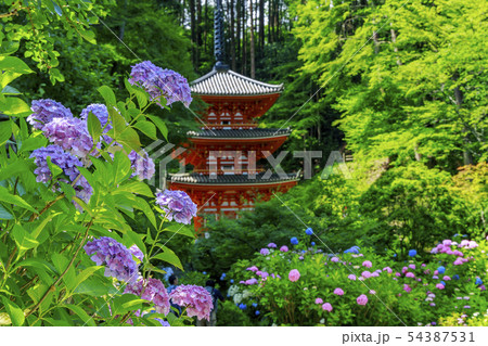 岩船寺 紫陽花 岩船寺 紫陽花 54387531
