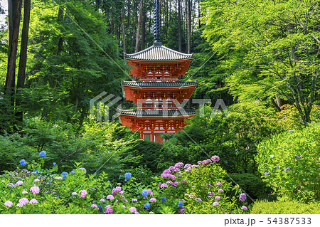 岩船寺 紫陽花 岩船寺 紫陽花 54387533