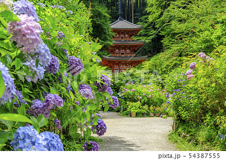岩船寺 紫陽花 岩船寺 紫陽花 54387555