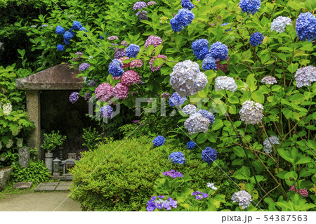 岩船寺　紫陽花 54387563
