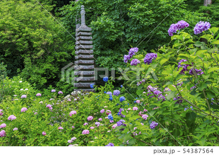 岩船寺　紫陽花 54387564