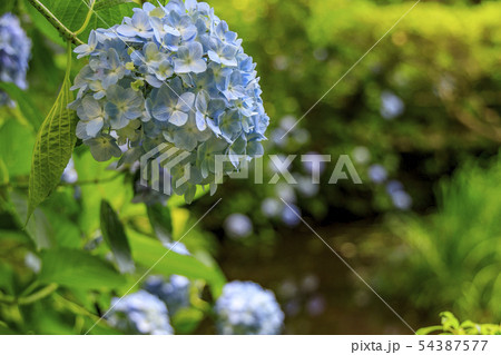 岩船寺　紫陽花 54387577