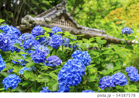 岩船寺　紫陽花 54387578