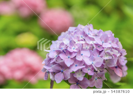岩船寺　紫陽花 54387610