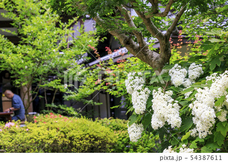 岩船寺　紫陽花 54387611