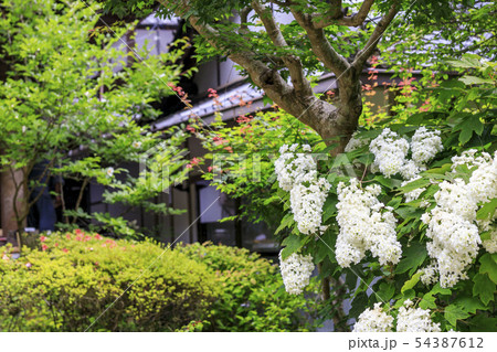 岩船寺 紫陽花 岩船寺 紫陽花 54387612