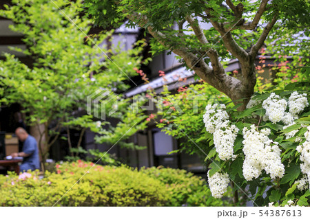 岩船寺 紫陽花 岩船寺 紫陽花 54387613