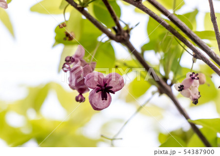 あけびの花 54387900