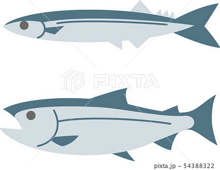 秋刀魚と鮭のイラスト素材 5432