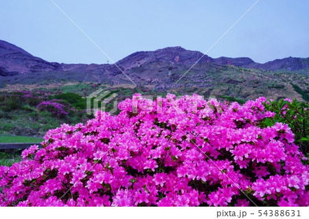 阿蘇仙酔峡に咲くミヤマキリシマの花 54388631