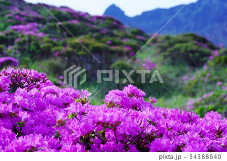 阿蘇仙酔峡に咲くミヤマキリシマの花 54388640