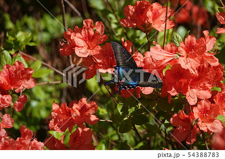 ツツジとミヤマカラスアゲハ 54388783