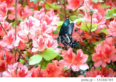 ツツジとミヤマカラスアゲハ 54388784