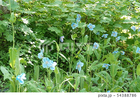 メコノプシスグランディス メコノプシスグランディス 54388786