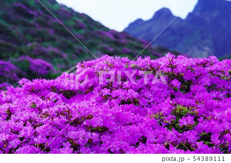 阿蘇仙酔峡に咲く満開のミヤマキリシマ 54389111
