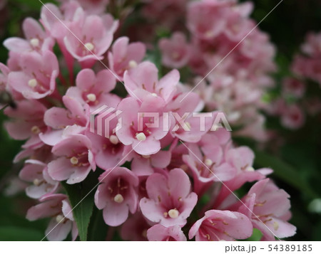 タニウツギの花 タニウツギの花 54389185