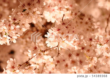 しだれ桜 しだれ桜 54389368