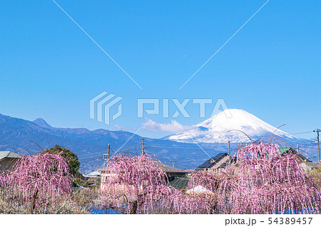 神奈川県・小田原市　曽我別所梅林　富士山とシダレ紅梅 54389457