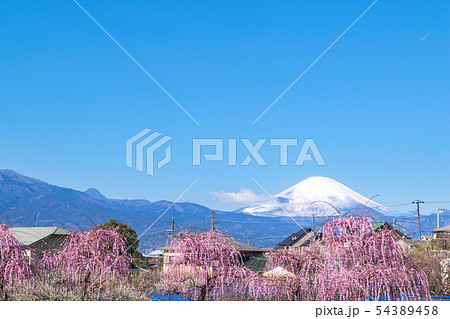 神奈川県・小田原市　曽我別所梅林　富士山とシダレ紅梅 54389458