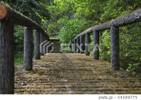 森の中の木橋 森の中の木橋 54389775