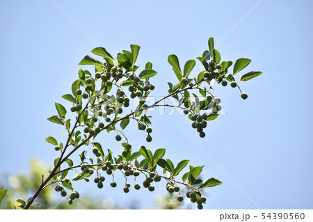 エゴノキの実 54390560