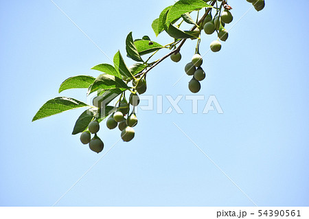 エゴノキの実 54390561