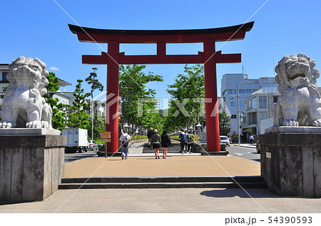 鎌倉市 段葛二の鳥居と新緑の桜並木と観光客 鎌倉市 段葛二の鳥居と新緑の桜並木と観光客 54390593