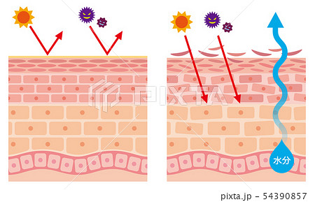 肌のバリア機能 皮膚構造 肌のバリア機能 皮膚構造 54390857