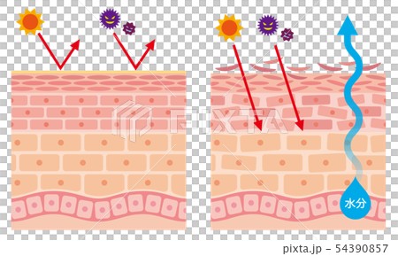 肌のバリア機能 皮膚構造 肌のバリア機能 皮膚構造 54390857
