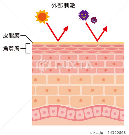 綺麗な皮膚 構造 イラスト 無料 動物ゾーン