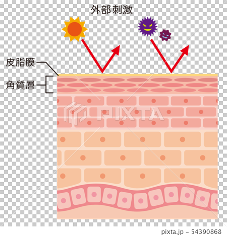肌のバリア機能　皮膚構造 54390868