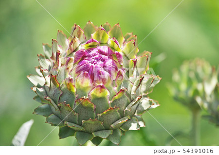 アーティチョークの蕾 54391016